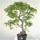 <b>Frassino P/B</b> Esemplare Unico cm 65-99,00 €