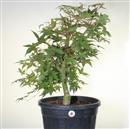 <b>Acero Deshojo P/B</b> Esemplare Unico cm 70-198,00 €