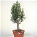 <b>Cipresso P/B</b> Esemplare Unico cm 65-165,00 €