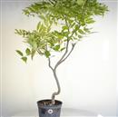 <b>Glicine P/B</b> Esemplare Unico cm 70-99,00 €