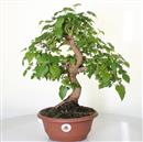 <b>Gelso P/B</b> Esemplare Unico cm 42-98,00 €