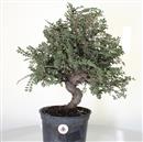 <b>Olmo Giapponese Seiju P/B</b> Esemplare Unico cm 45-140,00 €