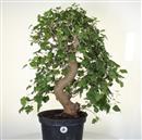 <b>Gelso P/B</b> Esemplare Unico cm 68-140,00 €