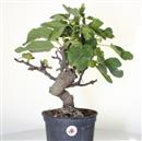 <b>Fico P/B</b> Esemplare Unico cm 45-98,00 €