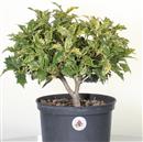 <b>Osmantus P/B</b> Esemplare Unico cm 28-39,00 €