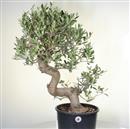 <b>Olivo P/B</b> Esemplare Unico cm 70-290,00 €