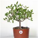 <b>Fillirea P/B</b> Esemplare Unico cm 37-37,00 €