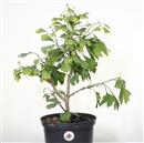 <b>Ginkgo P/B</b> Esemplare Unico cm 39-39,00 €