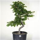 <b>Faggio P/B</b> Esemplare Unico cm 68-190,00 €