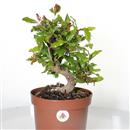 <b>Melograno Nejikan P/B</b> Esemplare Unico cm 35-125,00 €