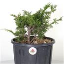 <b>Ginepro Itoigawa P/B</b> Esemplare Unico cm 31-39,00 €