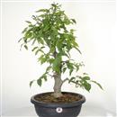 <b>Bagolaro P/B</b> Esemplare Unico cm 62-260,00 €