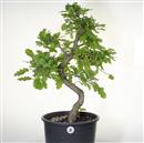 <b>Quercia P/B</b> Esemplare Unico cm 70-195,00 €