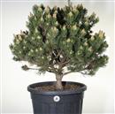 <b>Pino Mugo P/B</b> Esemplare Unico cm 70-190,00 €