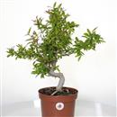 <b>Melograno Nejikan P/B</b> Esemplare Unico cm 45-99,00 €