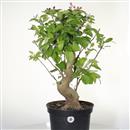 <b>Melo Everest P/B</b> Esemplare Unico cm 60-180,00 &euro;