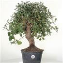 <b>Quercia da Sughero P/B</b> Esemplare Unico cm 51-140,00 €