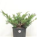 <b>Ginepro Kishu P/B</b> Esemplare Unico cm 34-39,00 €