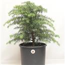 <b>Cedro del Libano P/B</b> Esemplare Unico cm 47-47,00 €