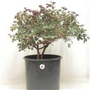 <b>Loropetalum P/B</b> Esemplare Unico cm 48-75,00 €