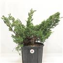 <b>Ginepro Kishu P/B</b> Esemplare Unico cm 39-39,00 €