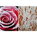 Neve Floccata - da 4,20 €