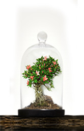 le novit&agrave; della settimana